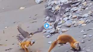 Falcon Attacks Fox to Defend Nest