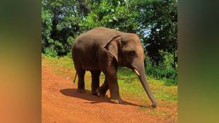 Tillari elephant conservation project | Dodamarg human elephant conflict | Deepak Kesarkar Sindhudurg news | Railway barricades for elephants Tillari