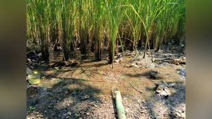 Vasai paddy crop water crisis | Palghar farmers drought like situation | Vasai marathi news | Maharashtra agriculture drought relief
