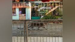 रत्नागिरी : नवरात्रोत्सवाच्या गरबा मंडपात बिबट्याची चाहूल! खेडशी-पारसनगरमध्ये पहाटेच्या घटनेने खळबळ