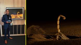 Sitaram Raul Wildlife Photography Award | Badlapur Wildlife Photographer London Natural History Museum | Wildlife Photographer of the Year Invertebrate Behavior Winner | Jaisalmer Desert Scorpion Photography Sitaram Raul