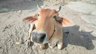 Maharashtra drought fodder