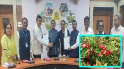 दुष्काळाच्या काटेरी दिवसातही करवंदाच्या शेतीची झळाळी कायम