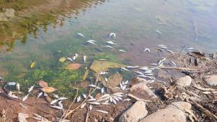 Patan Kera River Pollution Dead Fish | Garbage Dumping Kera River Satara | Vijay Patil Karad News Report 2026 | Nagar Panchayat Patan River Cleanliness