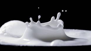 Kojagari purnima Pune milk market