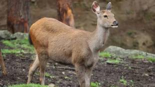 Discover Himachal Pradesh rarest wildlife species