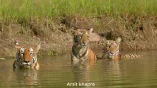 Tadoba Kuwani tigress in water | Pangdi range tiger cubs sighting | October heat Tadoba tiger news | Amit Khapre wildlife photography