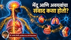 Nervous system map research: मेंदू ते अवयवांपर्यंतचं नैसर्गिक ‘केबल कनेक्शन’! संशोधकांना कसा गवसला या जाळ्याचा नकाशा?
