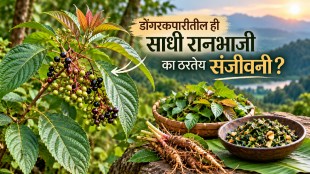 Dinda Ranbhaji Leea Macrophylla Health Benefits: