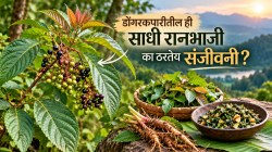 आदिवासींची दिंडा आता विज्ञानाच्या रडारवर; काय आहेत तिचे अफाट फायदे?