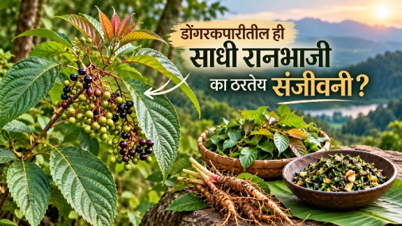 Dinda Ranbhaji Leea Macrophylla Health Benefits: