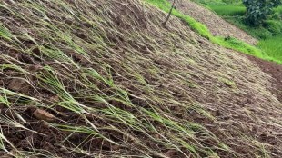 Palghar Drought Declared