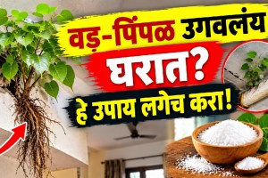 Peepal and banyan plants growing in cracks on a home roof and balcony