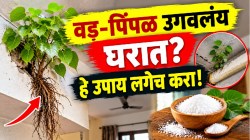 घराच्या भिंतीत, छतावर किंवा पाईपच्या फटीत उगवलेलं वड वा पिंपळाचं झाड निघेल मुळासकट! मिठासह ‘हे’ सोपे उपाय करा; क्षणात होईल बंदोबस्त