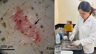 Pune Fish Microplastics Research | MIT WPU Pune Microplastics Study | Freshwater Fish Pollution Rohu Tilapia | Pune Food Safety Microplastics News