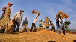 रायगड जिल्ह्यात भाताचे उत्पादन घटणार; पर्जन्यमानातील तूट आणि कीड रोगाचा प्रादुर्भाव
