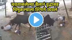चवताळलेल्या बैलानं वृद्धासह चिमुकल्याला शिंगाने उडवलं, पायांनी तुडवलं अन्…; पाहा धडकी भरवणारा VIDEO