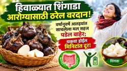 हिवाळ्यात शिंगाडा आरोग्यासाठी ठरेल वरदान! वर्षानुवर्षे आतड्यांत साचलेला मल सहज पडेल बाहेर; थकवा होईल मिनिटांत दूर!