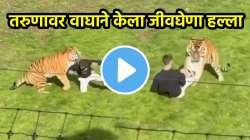 तरुणानं वाघाच्या पिंजऱ्यात मारली उडी, जबड्यात पकडून तोडले लचके अन्…; पाहा धडकी भरवणारा VIDEO