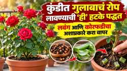 कुंडीत गुलाबाचं रोप लावण्याची ‘ही’ हटके पद्धत; लवंग आणि कोरफडीचा अशाप्रकारे करा वापर