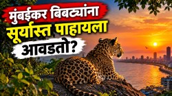 मुंबईकर बिबट्यांना सूर्यास्त पाहायला आवडतो? संशोधन काय सांगते? वाचून व्हाल थक्क!