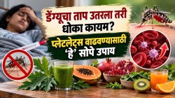 डेंग्यू झाल्यावर प्लेटलेट्स कमी झाल्यात? मग ‘या’ सोप्या घरगुती उपायांनी प्लेटलेट्समध्ये नक्कीच होईल वाढ