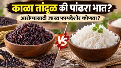 पांढरा भात की काळा तांदूळ? वजन आणि ब्लड शुगरसाठी कोणता आहे जास्त फायदेशीर? वाचा फायदे