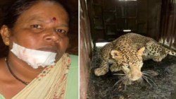 रत्नागिरी : कोंबड्यांच्या खोलीत रात्रभर बिबट्याचा मुक्काम; दरवाजा उघडताच महिलेवर हल्ला