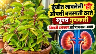 Patharchatta plant benefits | Pashanbhed for kidney stone remedy | Bryophyllum pinnatum health benefits | Ayurvedic medicinal plants for home garden