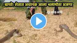 शेतात अचानक आला भलामोठा अजगर, महिलांनी पुढे जे काही केलं ते पाहून तुम्हालाही बसेल धक्का, थरारक VIDEO VIRAL