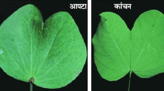 Dasara apta vs kanchan leaf difference diagram | How to identify real apta leaves for Vijayadashami | दसऱ्याची आपट्याची पाने व कांचन फरक | खरी आपट्याची पाने कशी ओळखायची