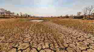 Akola Drought News | Rabbi Season Crop Planning Maharashtra | Agriculture Department Advice Akola | Zero Tillage Farming Rabbi Crops