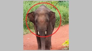 sindhudurg-omkar-elephant