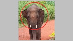 सिंधुदुर्ग: ‘ओंकार’ हत्तीवर मशाल फेकणाऱ्यांवर कारवाई करणार, उपवनसंरक्षकांचा इशारा ; ७ जणांना कारणे दाखवा नोटीस
