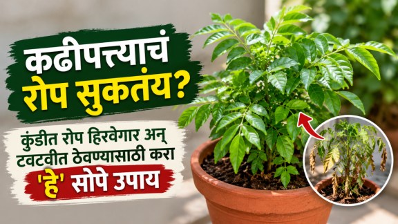 curry-leaves-plant-care-tips-how-to-grow-kadi-patta-at-home