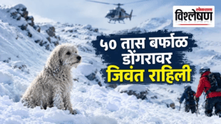 A fluffy cream-colored dog named Lulu sits in a snow-covered mountain landscape in Alaska, with a helicopter and rescuers in the background. The image features the Marathi headline “५० तास बर्फाळ डोंगरावर जिवंत राहिली” and the Loksatta Vishleshan logo.