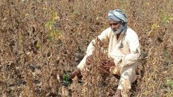 दुष्काळग्रस्तांसाठी दीड लाख सरकारी अधिकारी देणार एक दिवसाचे वेतन