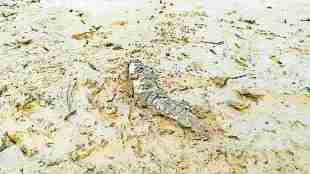 Beed Drought Situation | Manjara River Dried Up | Marathwada Climate Change Impact | Water Crisis In Maharashtra