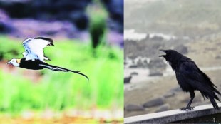Marathwada Drought Bird Migration News