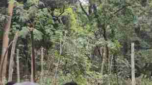 pune kothrud tree cutting stay | pmc commissioner naval kishor ram decision | avenue citypride road widening dispute | pune tree authority protest movement