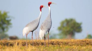Sarus Crane All India Survey BNHS | Sarus Crane Conservation Wetlands State Of Indias Birds | अखिल भारतीय सारस पक्षी सर्वेक्षण बीएनएचएस | सारस क्रौंच पक्षी संवर्धन पाणथळ जागा