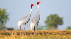 वाघांइतकेच संरक्षण मात्र आता अस्तित्व धोक्यात; जगातील ‘या’ सर्वात उंच उडणाऱ्या पक्ष्याचे संवर्धन करण्यासाठी मोठी घोषणा