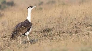 Great Indian Bustard Rewilding Desert National Park | Maldhok Bird Artificial Insemination Conservation | माळढोक पक्षी पुनर्वसन डेझर्ट नॅशनल पार्क | कृत्रिम गर्भाधान माळढोक पक्षी संवर्धन