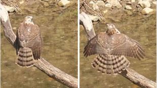 Shikra Bird Rare Video Bor Tiger Reserve | Accipiter Badius Falconry History Wardha Wildlife | बोर व्याघ्र प्रकल्प वर्धा शिक्रा पक्षी व्हिडिओ | शिक्रा पक्षी इतिहास आणि ससाणा पालन
