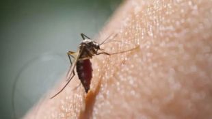 Pune Dengue Outbreak PMC Action | Pune Municipal Corporation Dengue Construction Sites Notice | पुणे डेंग्यू रुग्ण वाढ महापालिका कारवाई | पुणे महापालिका डासोत्पत्ती प्रतिबंध नोटीस