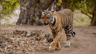 National Tiger Conservation Authority Tiger Deaths data | Madhya Pradesh Maharashtra Tiger Mortality Statistics NTCA | राष्ट्रीय व्याघ्र संवर्धन प्राधिकरण वाघ मृत्यू | मध्य प्रदेश महाराष्ट्र वाघ मृत्यू आकडेवारी