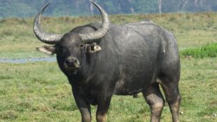 MP Kanha Tiger Reserve Wild Buffalo Translocation | Madhya Pradesh Kaziranga Wild Buffalo Reintroduction Plan | मध्य प्रदेश कान्हा राष्ट्रीय उद्यान रानगवा | काझीरंगा राष्ट्रीय उद्यान रानगवे मध्य प्रदेश