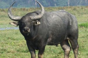 MP Kanha Tiger Reserve Wild Buffalo Translocation | Madhya Pradesh Kaziranga Wild Buffalo Reintroduction Plan | मध्य प्रदेश कान्हा राष्ट्रीय उद्यान रानगवा | काझीरंगा राष्ट्रीय उद्यान रानगवे मध्य प्रदेश