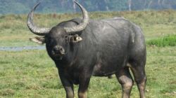 तब्बल १०० वर्षांनंतर जंगलात ‘या’ भव्य वन्यजीवाचे पुनरागमन; पुढच्या ३ वर्षांसाठी सरकारने निश्चित केलेय खास ‘टार्गेट’!