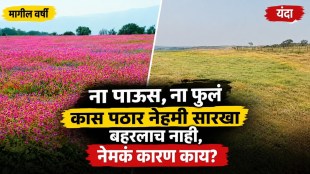 kas-plateau-satara-october-visit-flower-bloom-status-travel-guide